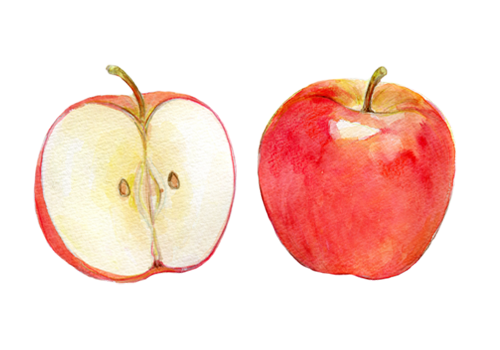 イラスト：りんご
